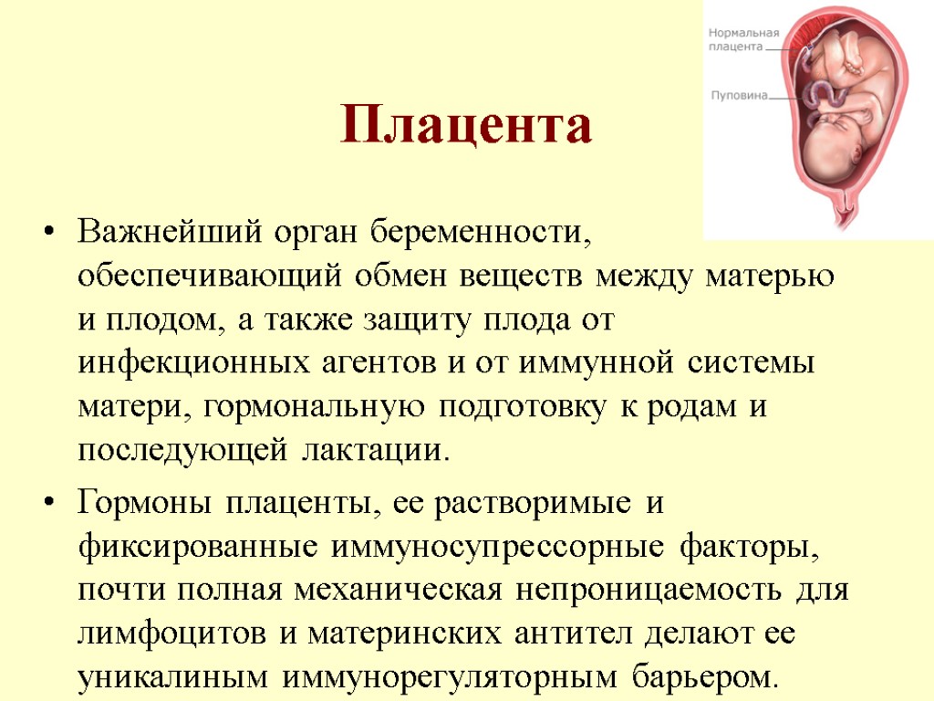 Плацента Важнейший орган беременности, обеспечивающий обмен веществ между матерью и плодом, а также защиту